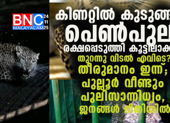 Young Tigress Rescued from Well in Kasaragod; Release Location to Be Decided Today as Periya Sights Trigger Fresh Panic